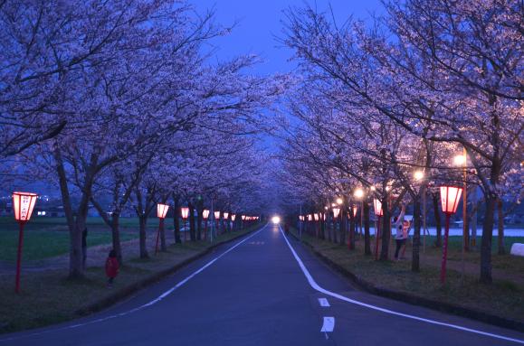 【2025】まきばの桜まつり-3