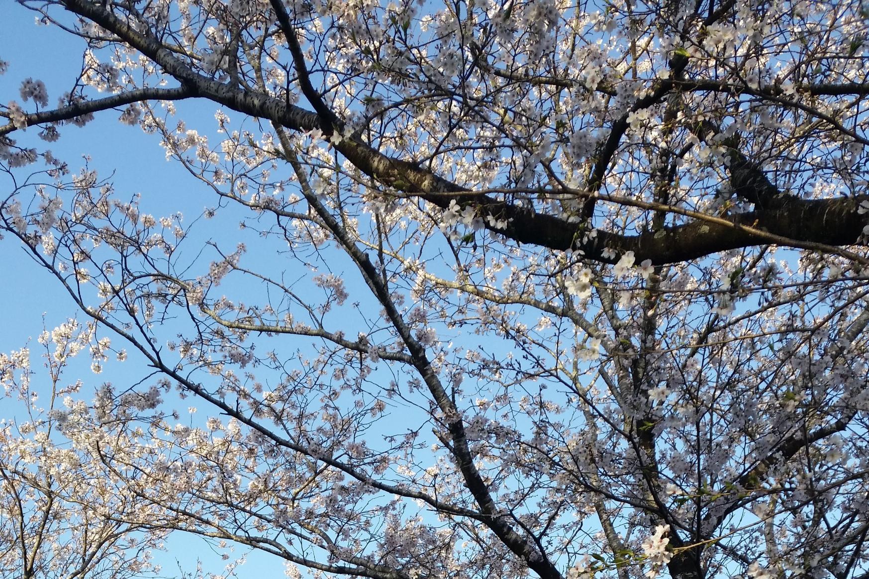 【終了】まきばの桜まつり-1