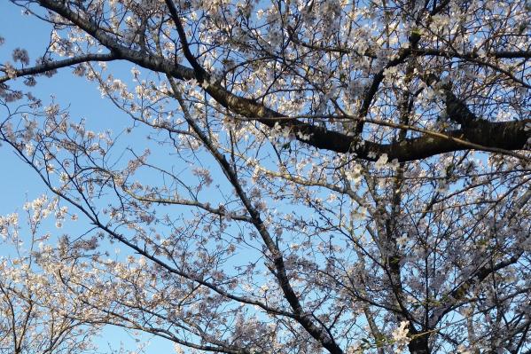 【終了】まきばの桜まつり-1