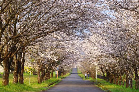 【終了】まきばの桜まつり-2