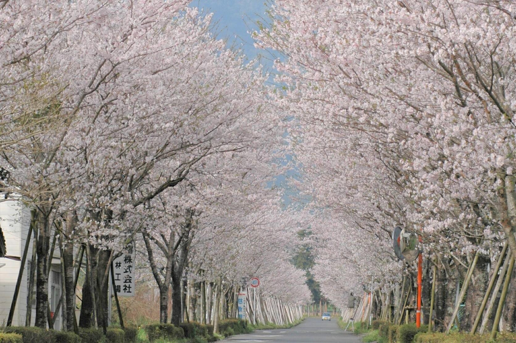 【終了】まきばの桜まつり-0