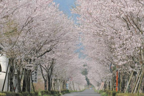 【2025】まきばの桜まつり-0