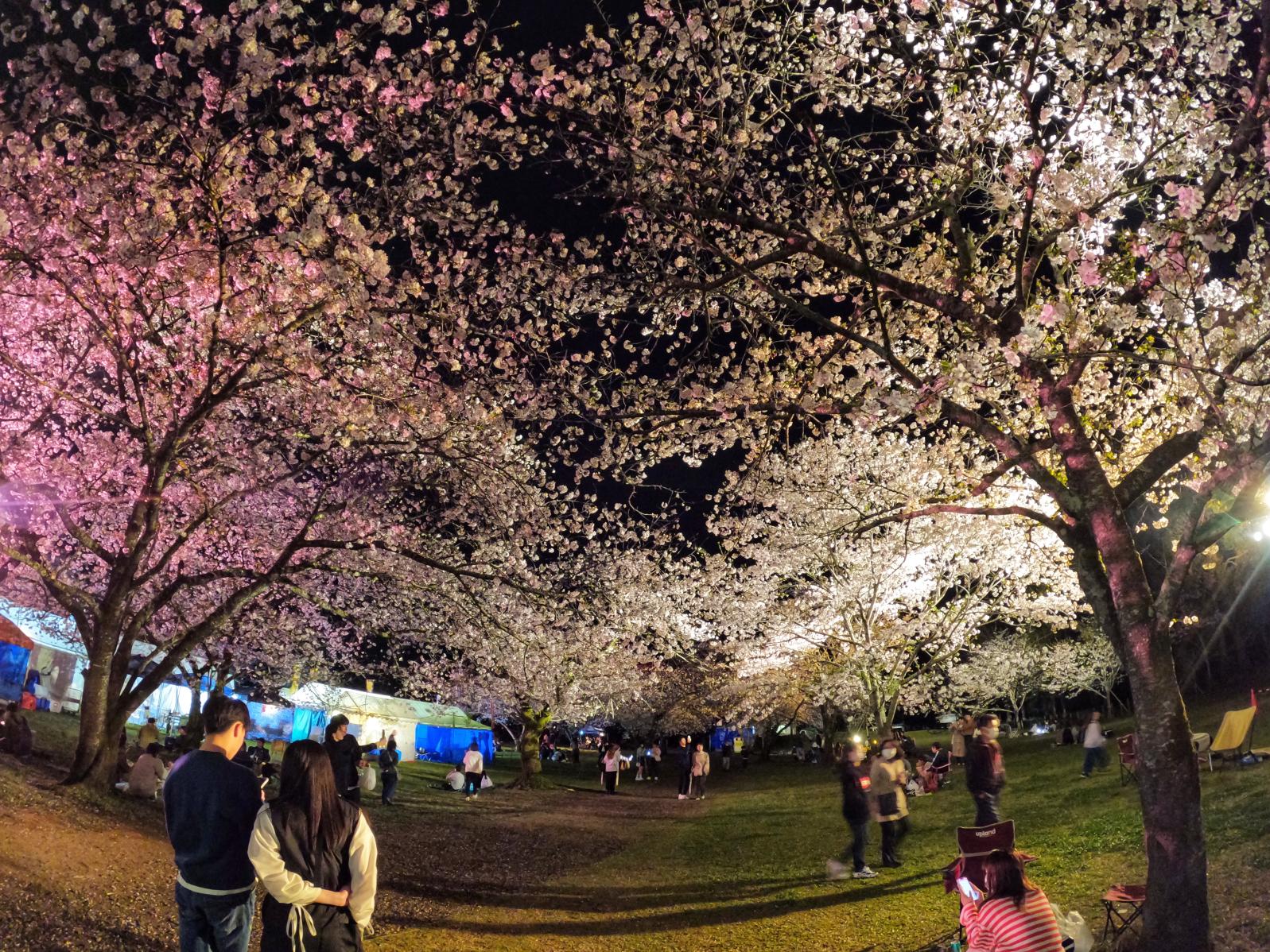 【2025】西都花まつり-3