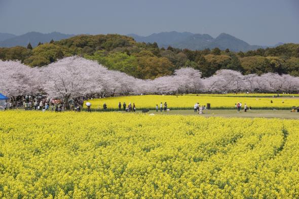 【終了】西都花まつり-2