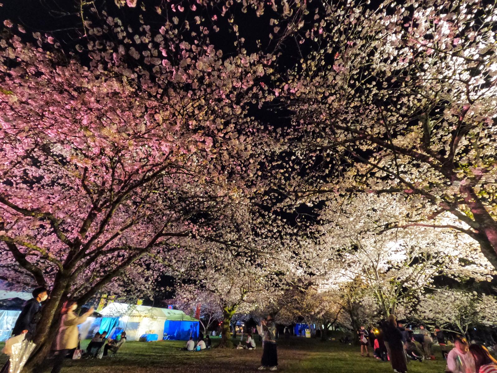 【2025】西都花まつり-4