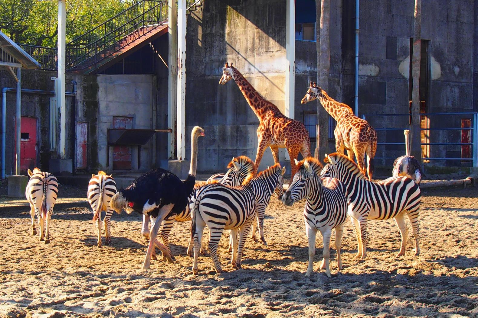 Miyazaki City Phoenix Zoo-3