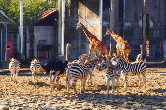 宮崎市フェニックス自然動物園-3