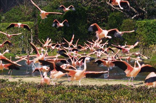 宮崎市フェニックス自然動物園-4