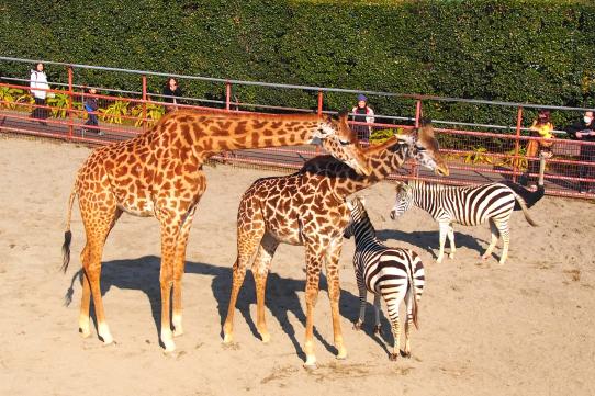 宮崎市フェニックス自然動物園-0