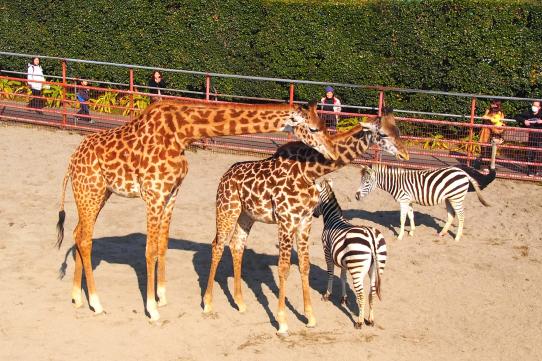Miyazaki City Phoenix Zoo-0