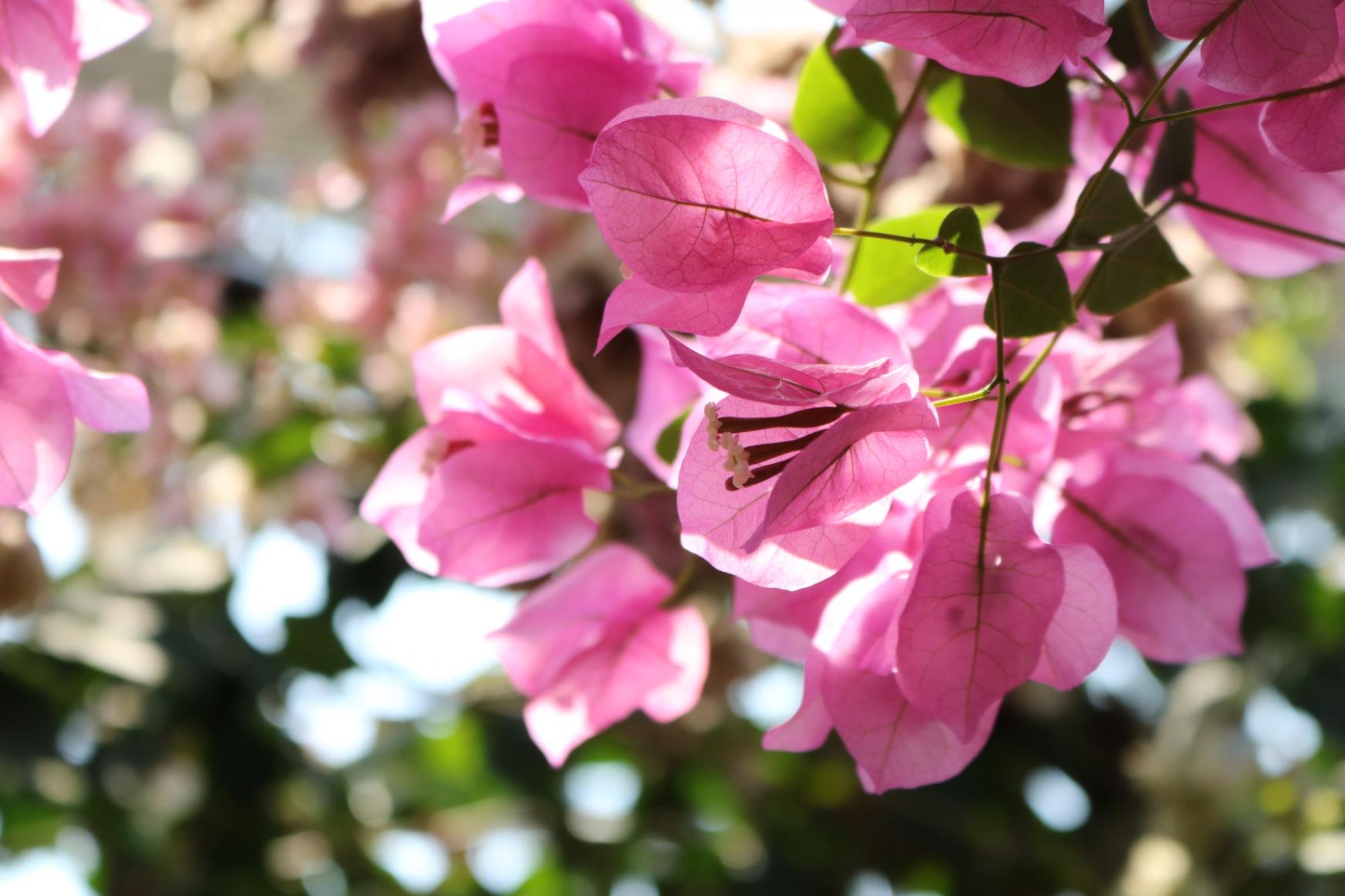 Miyakoh Botanic Garden Aoshima-2
