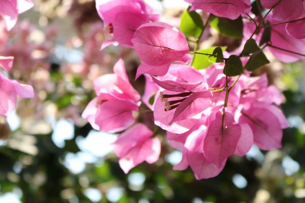 Miyakoh Botanic Garden Aoshima-2