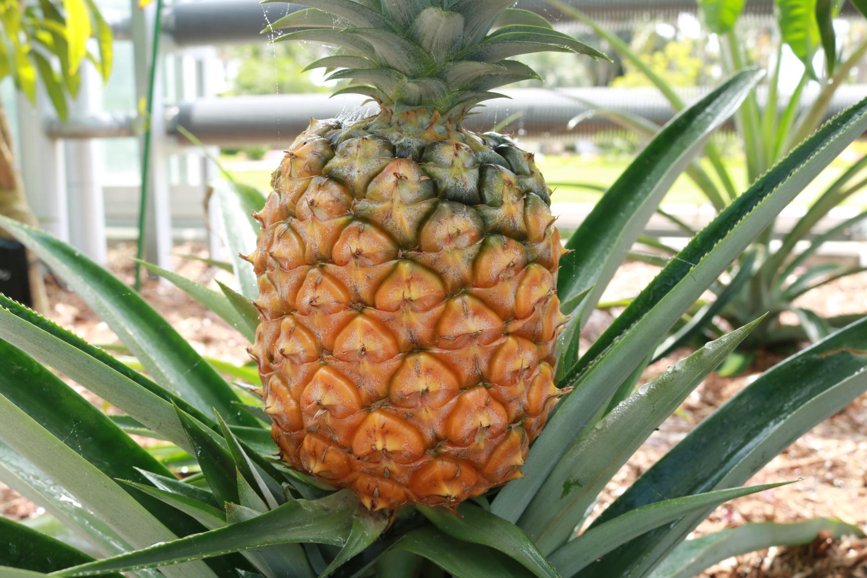 宮交ボタニックガーデン青島（県立青島亜熱帯植物園）-6