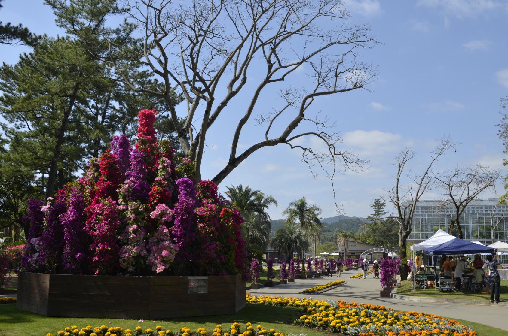 Miyakoh Botanic Garden Aoshima-7