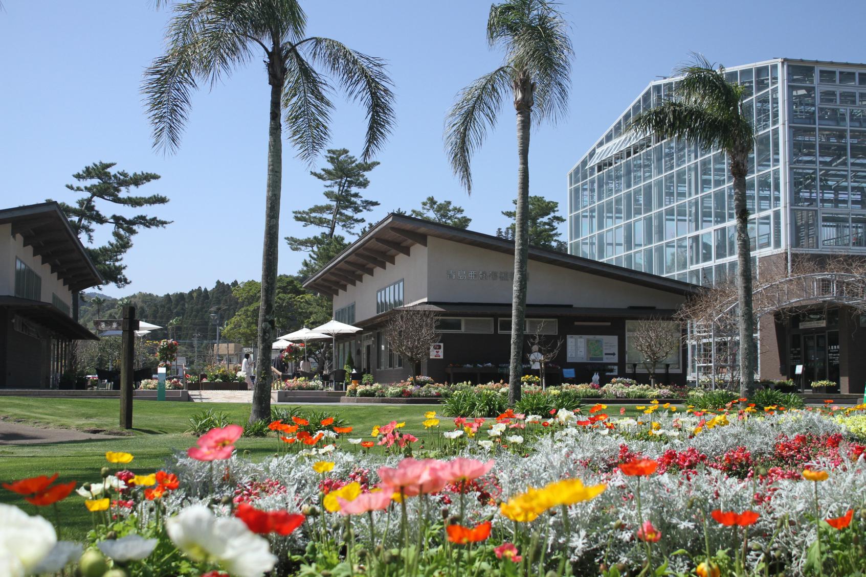 宮交植物園青島（縣立青島亞熱帶植物園）-1