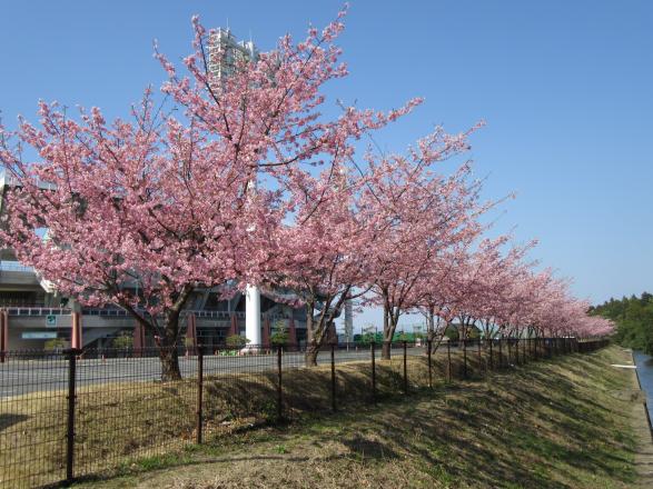 ひなた宮崎県総合運動公園-7