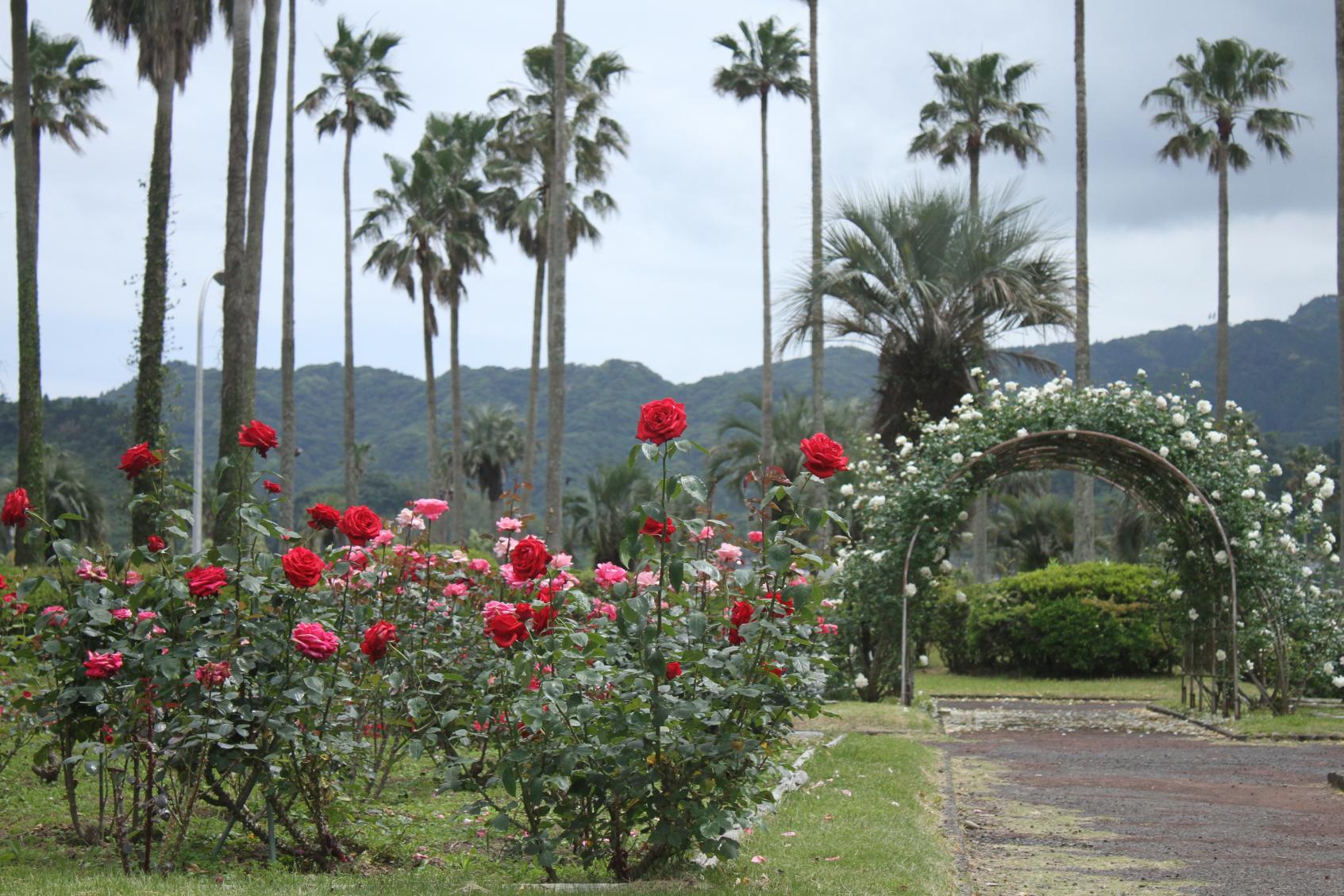 ひなた宮崎県総合運動公園-5