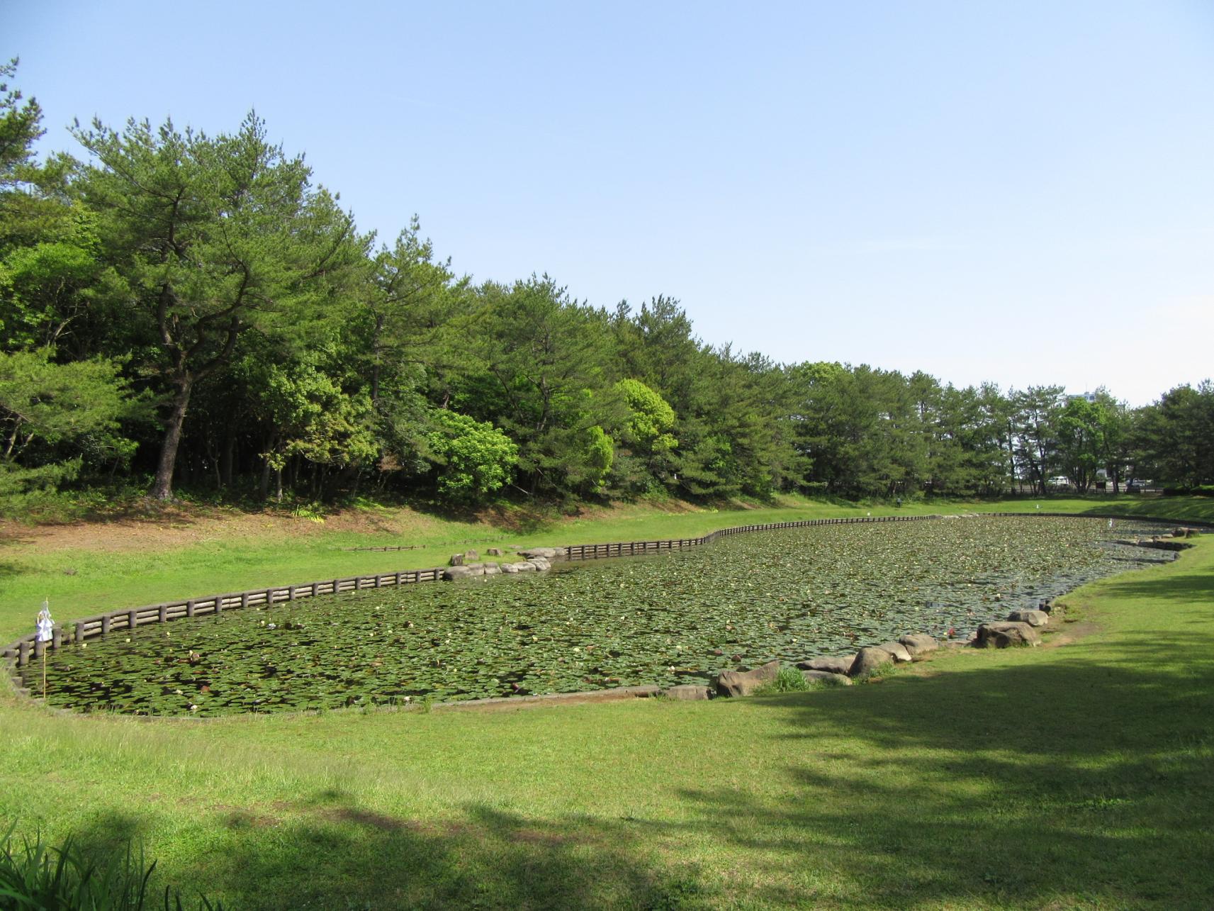 阿波岐原森林公園　市民の森-2