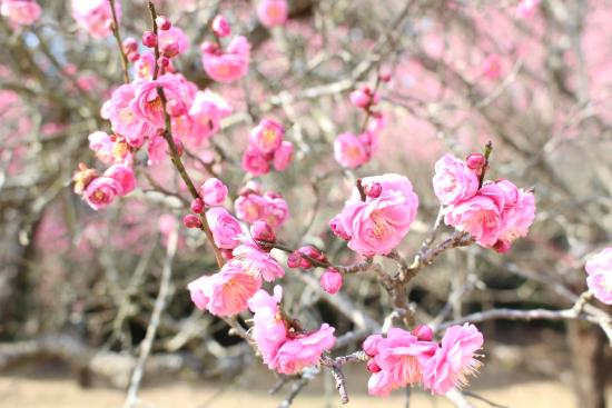 阿波岐原森林公園　市民の森-7