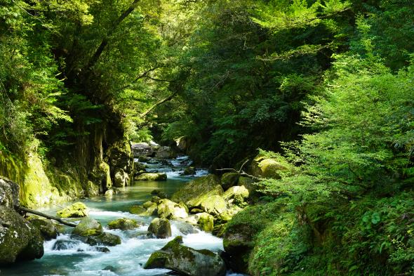 Kaeda Valley (Miyazaki Recreation Forest)-0