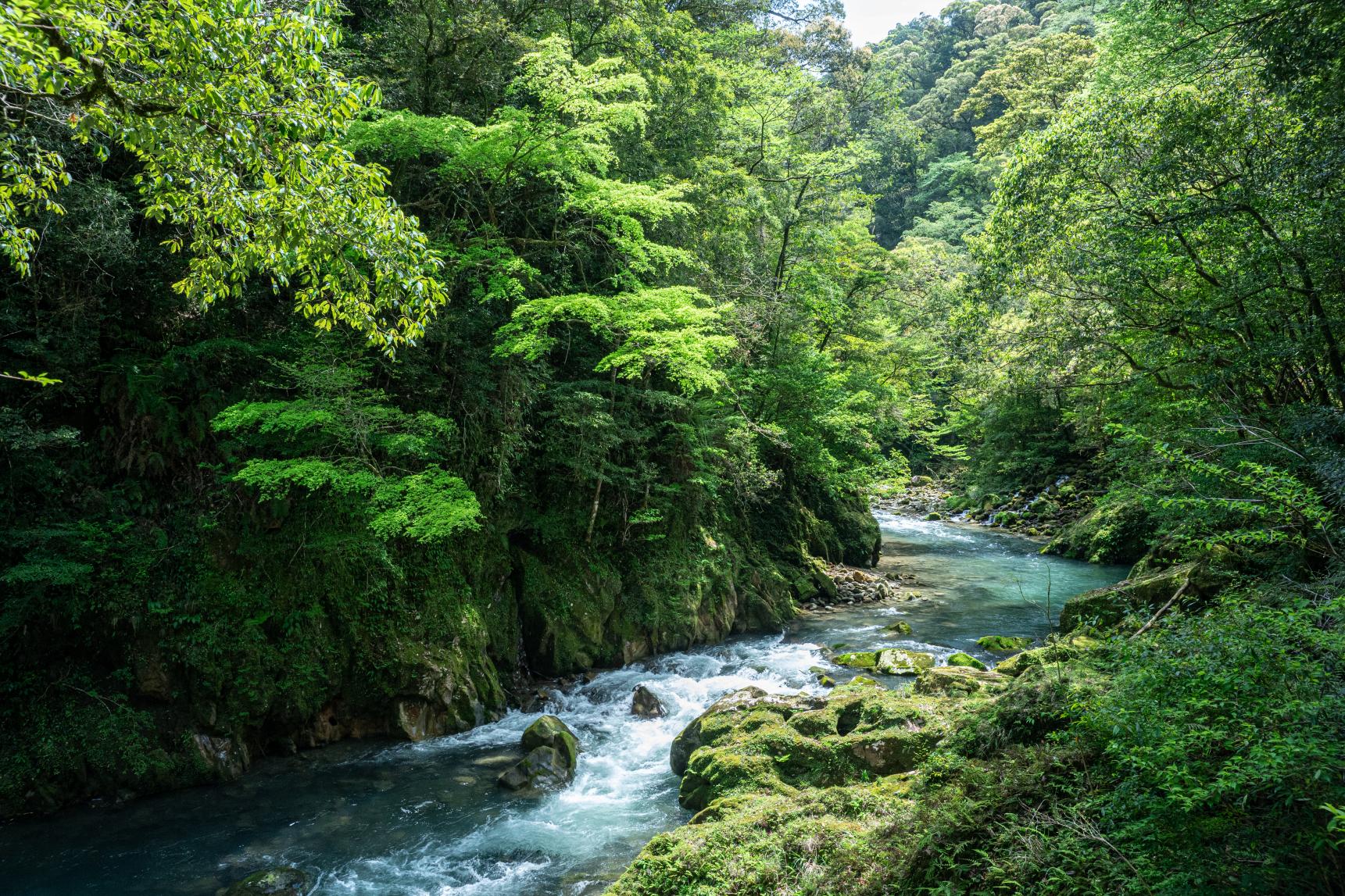 Kaeda Valley (Miyazaki Recreation Forest)-1