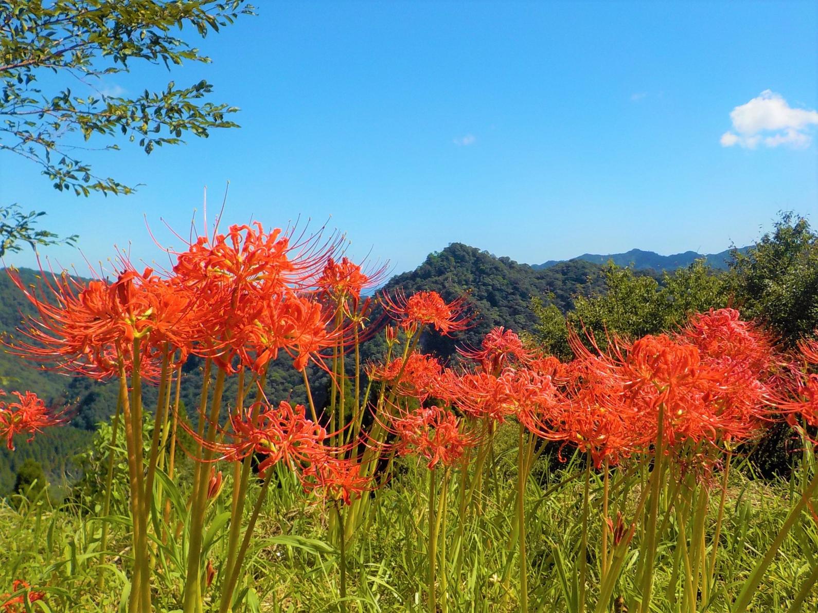 椿山森林公園-4