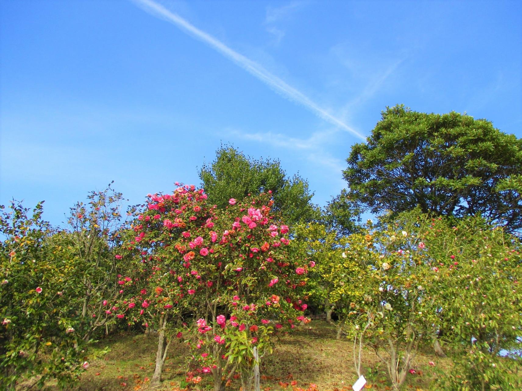 椿山森林公園-2