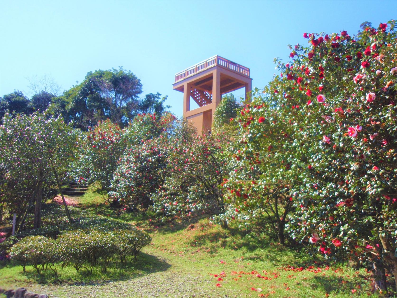 椿山森林公園-1