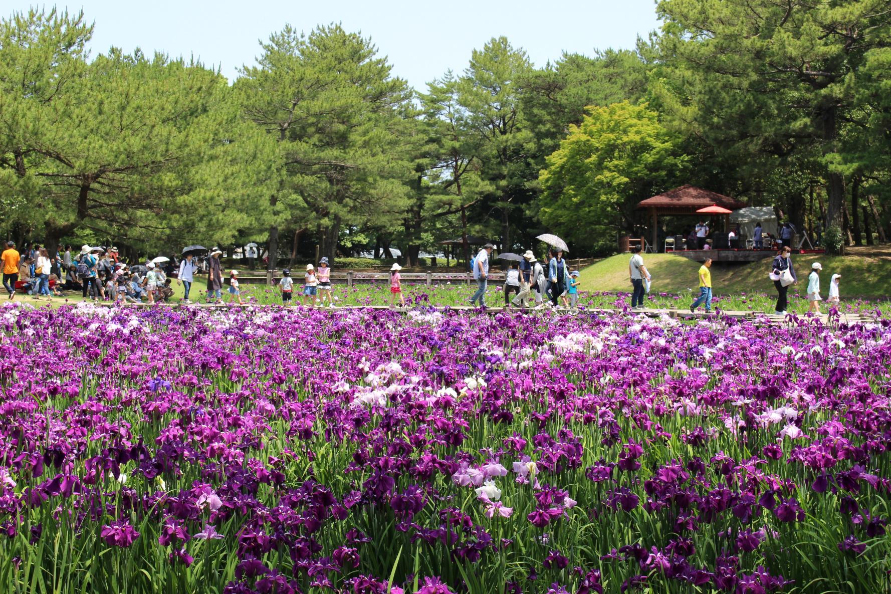 【2025】第48回はなしょうぶまつり（阿波岐原森林公園市民の森）-1