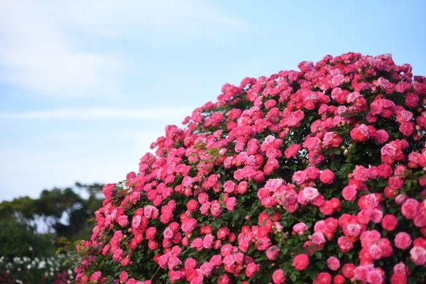 【2026】こどものくにローズガーデン「春のバラまつり」-1