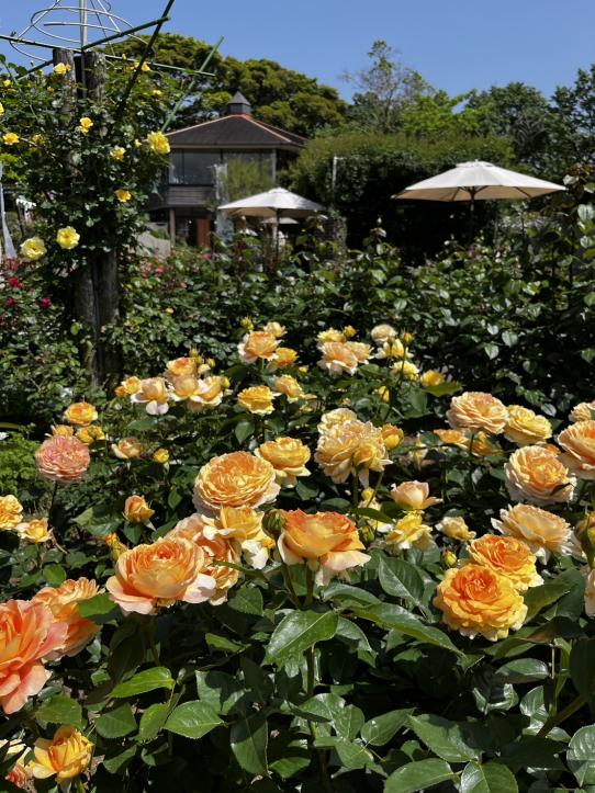 【2026】こどものくにローズガーデン「春のバラまつり」-2