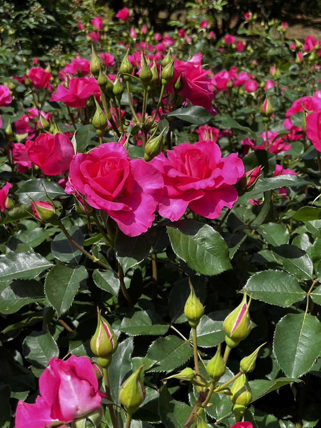 【2026】こどものくにローズガーデン「春のバラまつり」-3