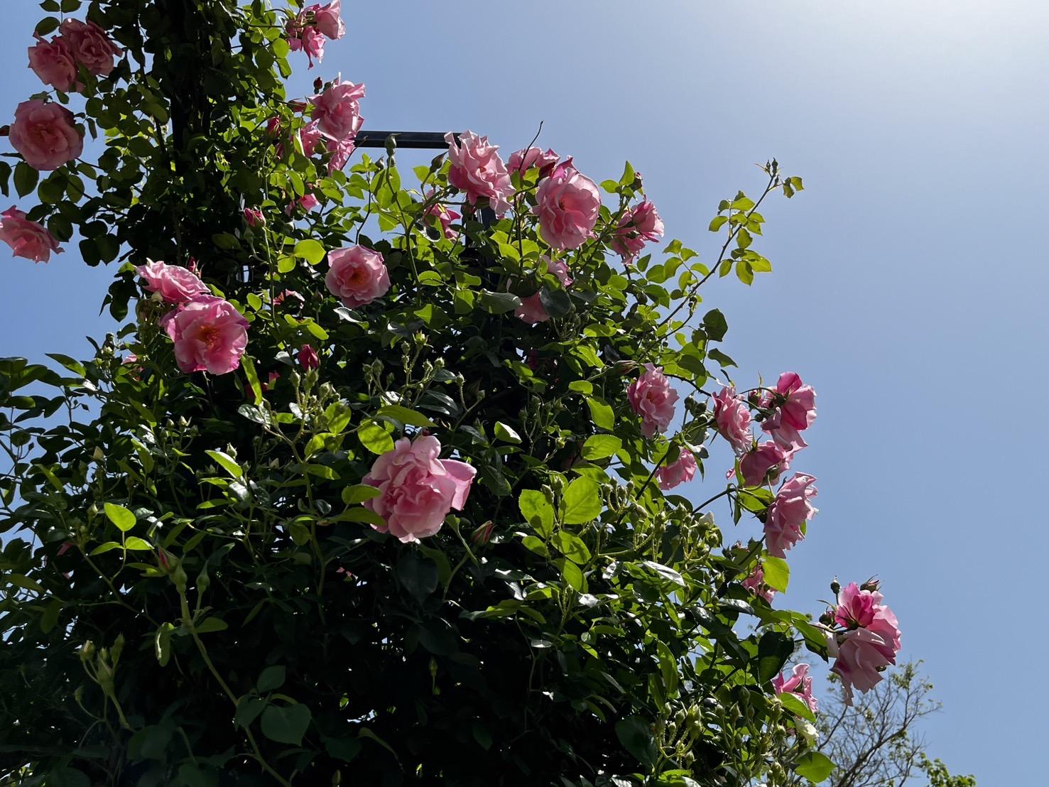 【2026】こどものくにローズガーデン「春のバラまつり」-4