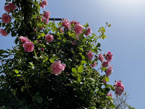 【2026】こどものくにローズガーデン「春のバラまつり」-4