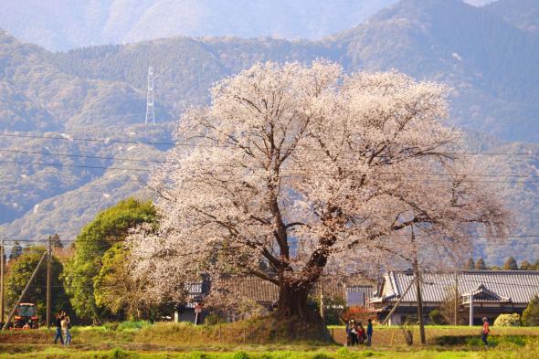 大坪の一本桜-1