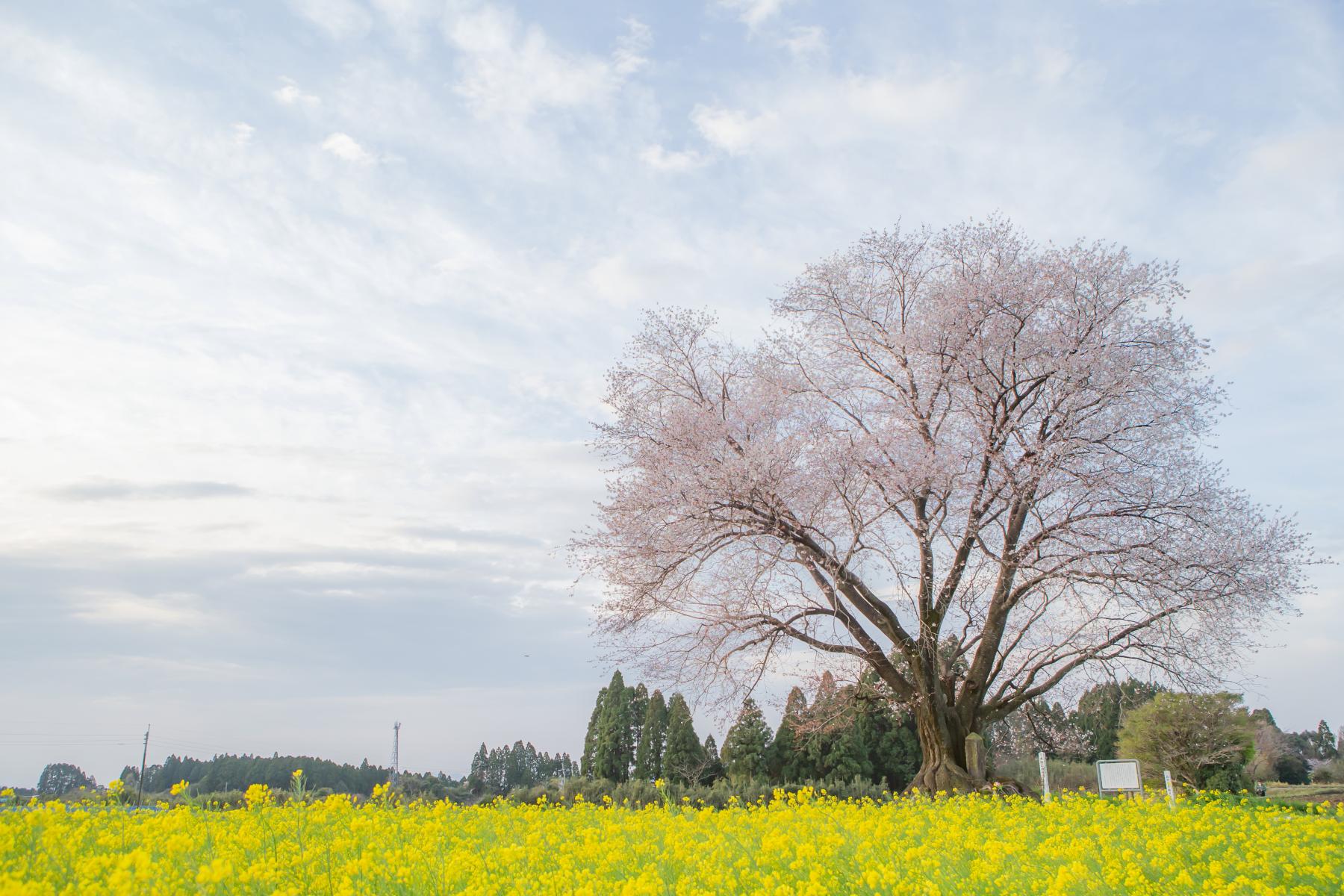 大坪の一本桜-1