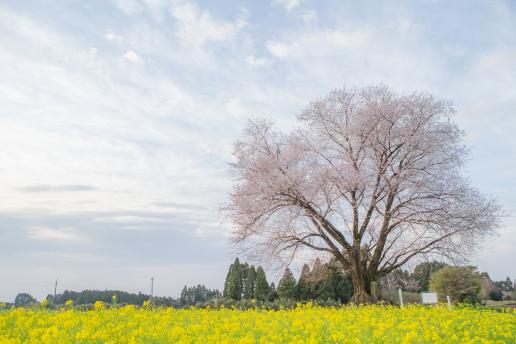 大坪の一本桜-0