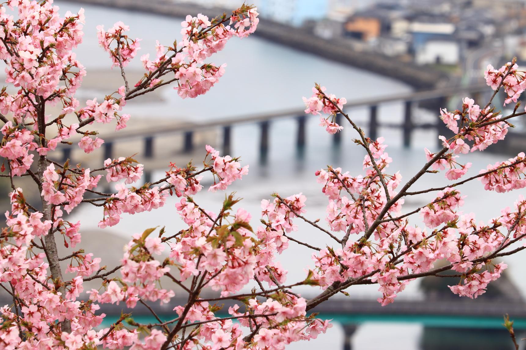 南郷城跡の桜-3