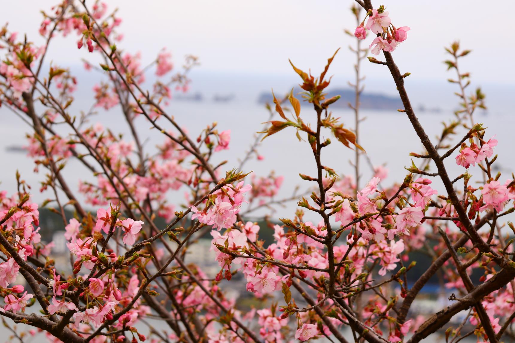 南郷城跡の桜-2