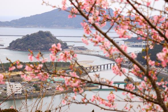 南郷城跡の桜-9