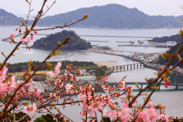 南郷城跡の桜-1