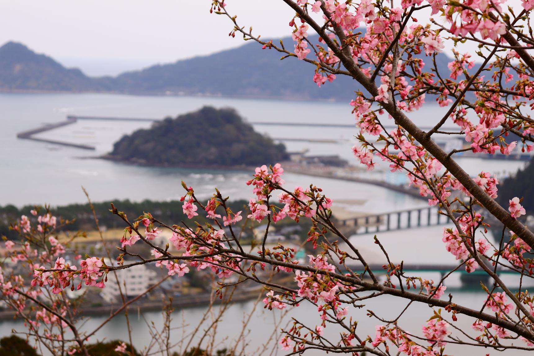 南郷城跡の桜-5