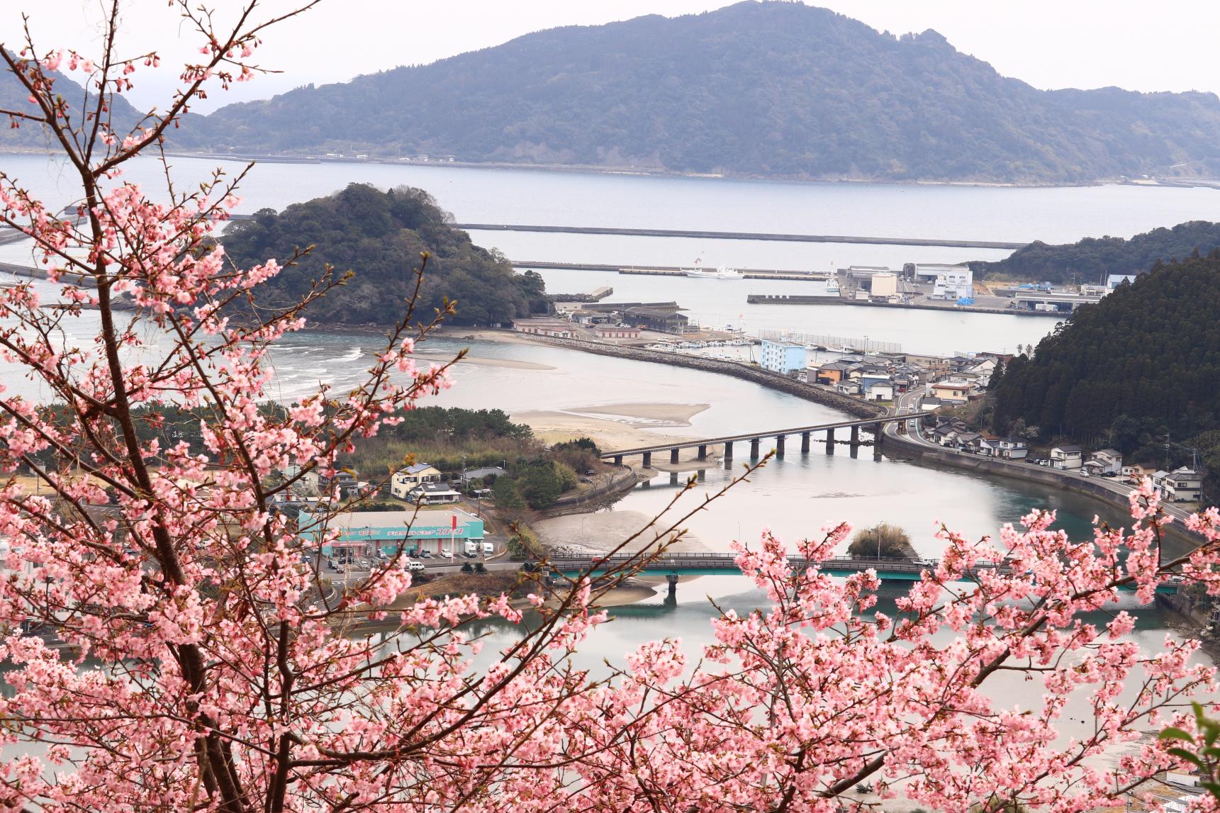 南郷城跡の桜-1