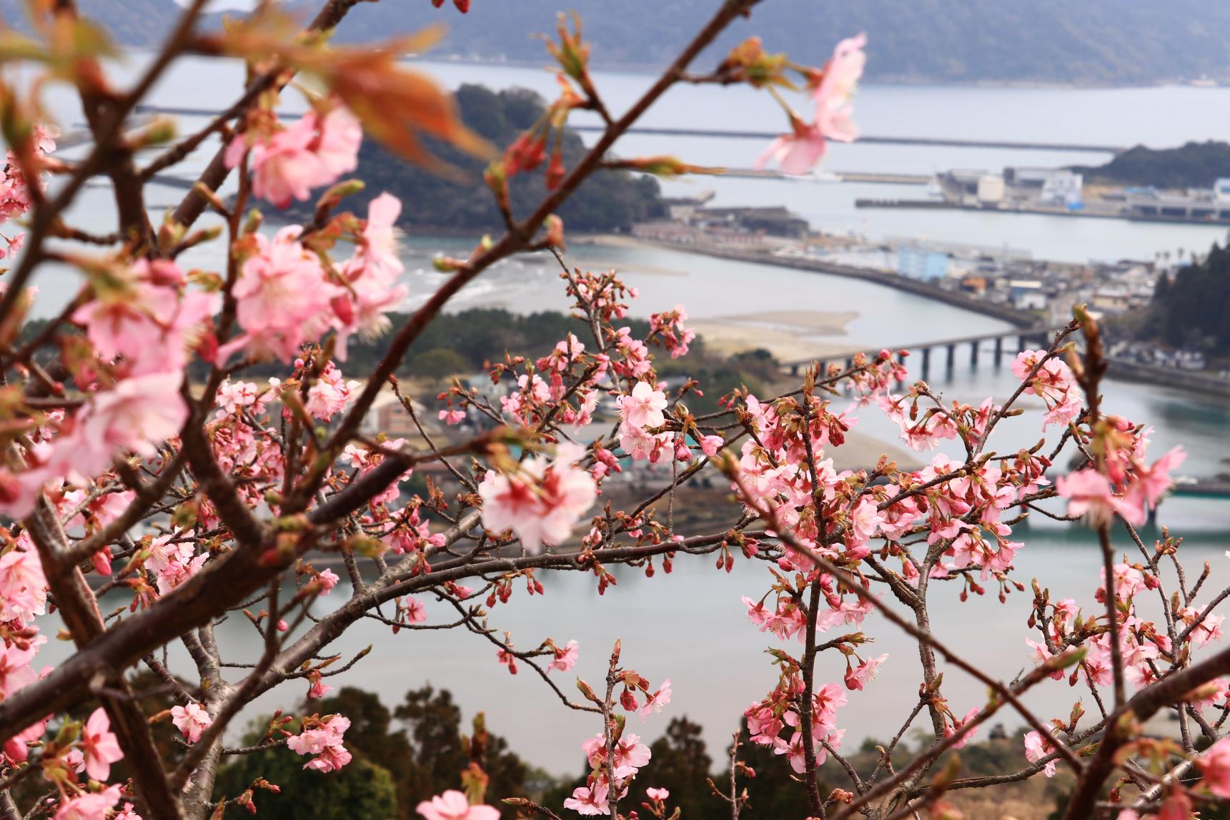 南郷城跡の桜-7