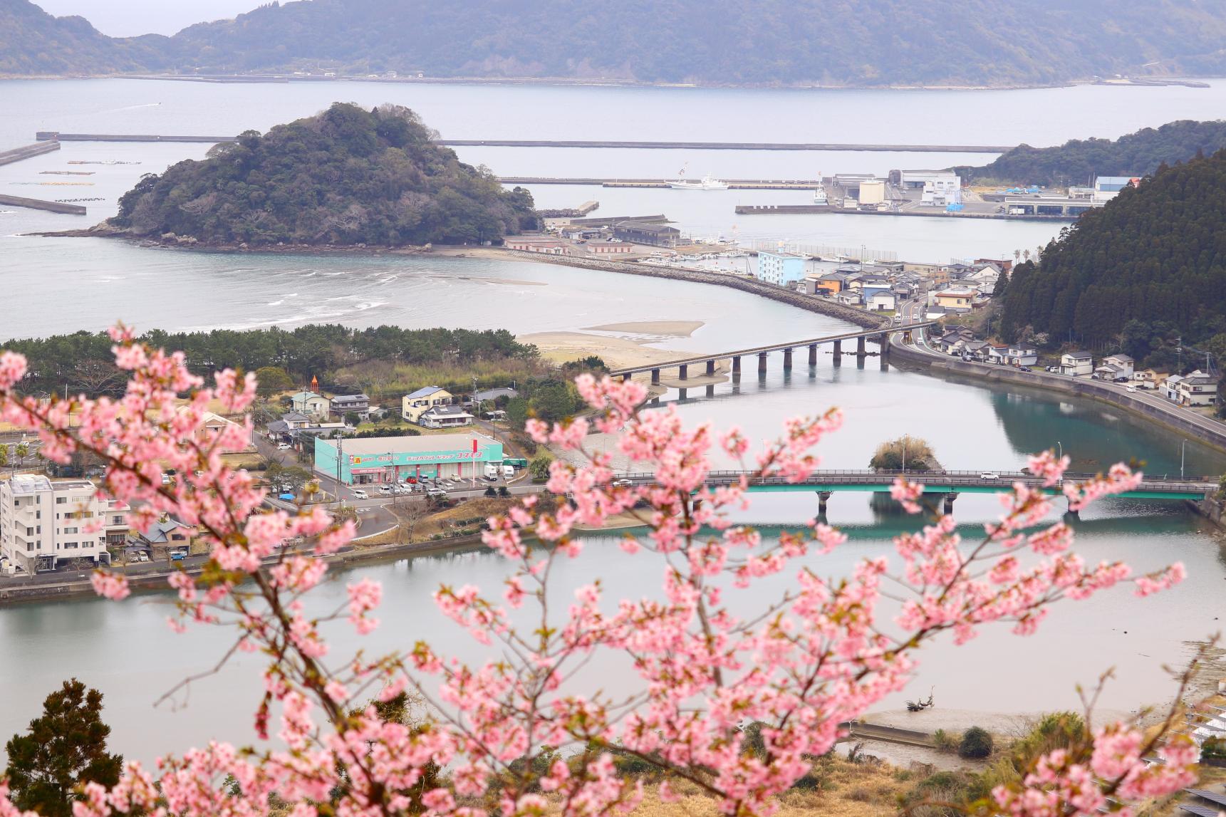 南郷城跡の桜-6