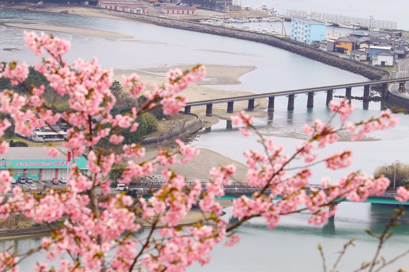 南郷城跡の桜-8