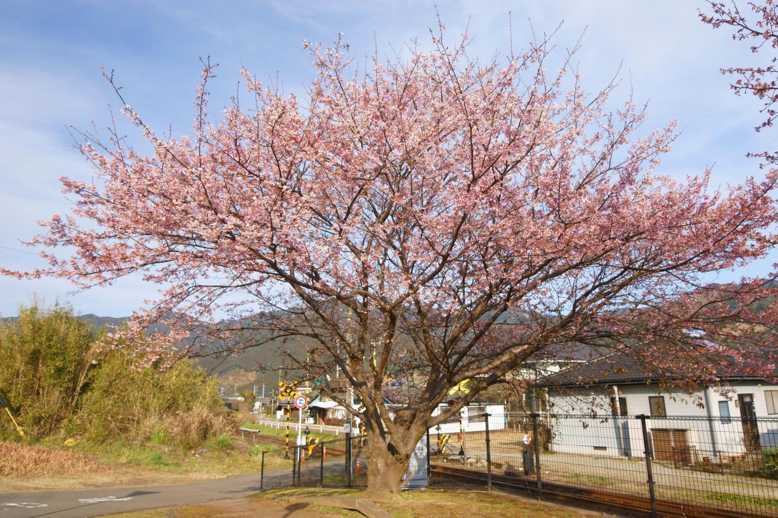 JR北郷駅の寒桜・日南寒咲1号【日南市】-1