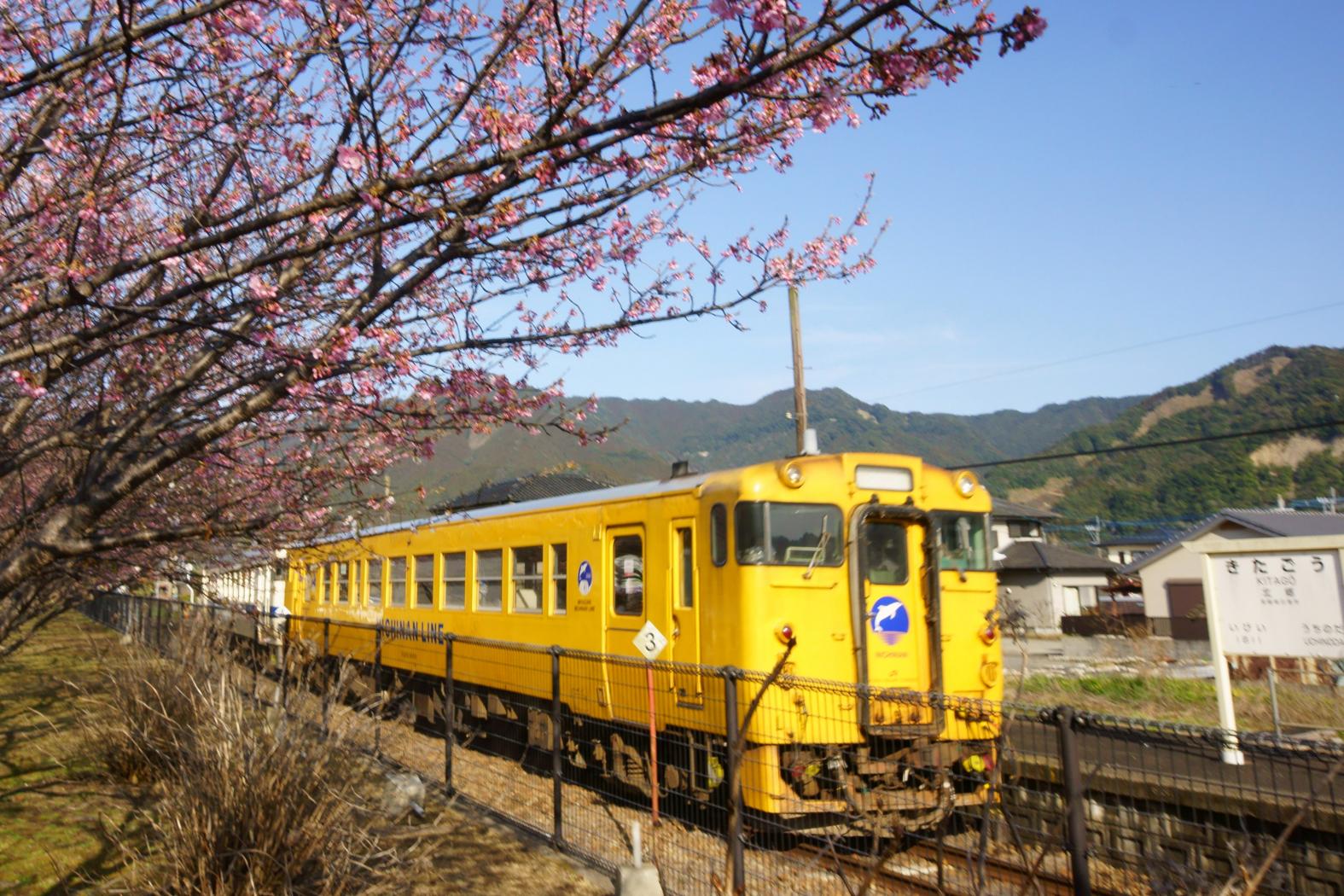 JR北郷駅の寒桜・日南寒咲1号-1