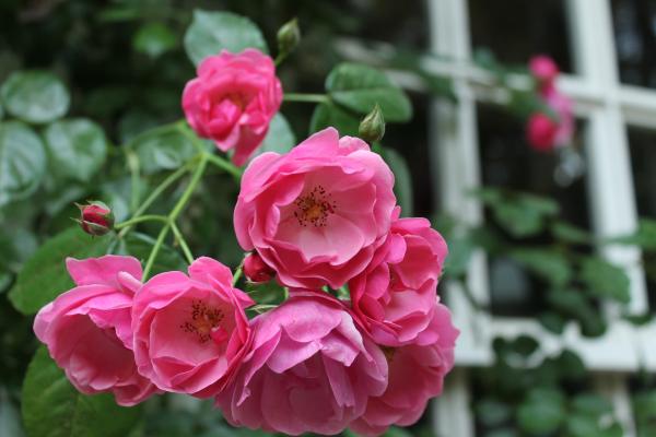 英国式庭園（国際海浜エントランスプラザ）-4