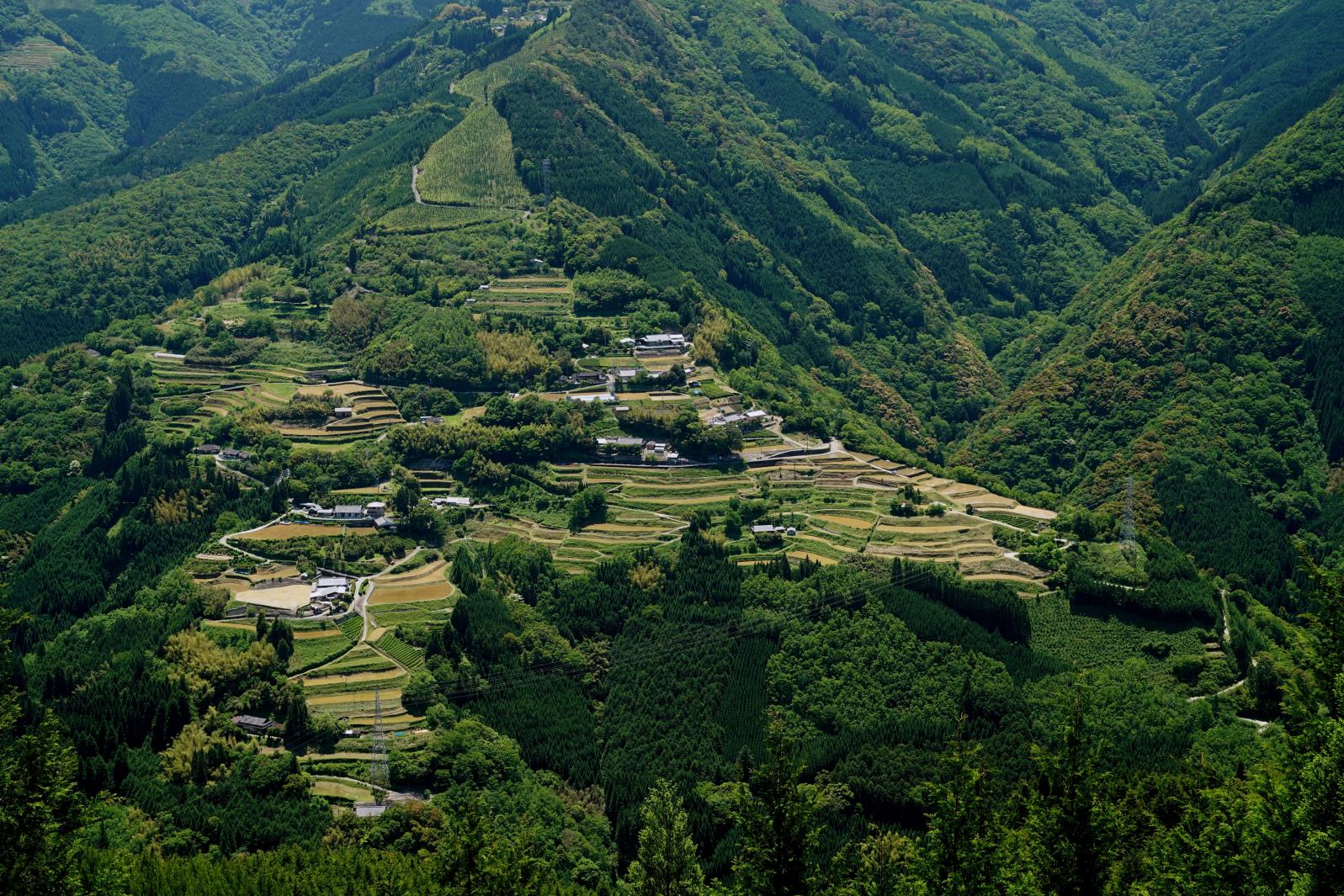 仙人の棚田（大いちょう展望台）-1